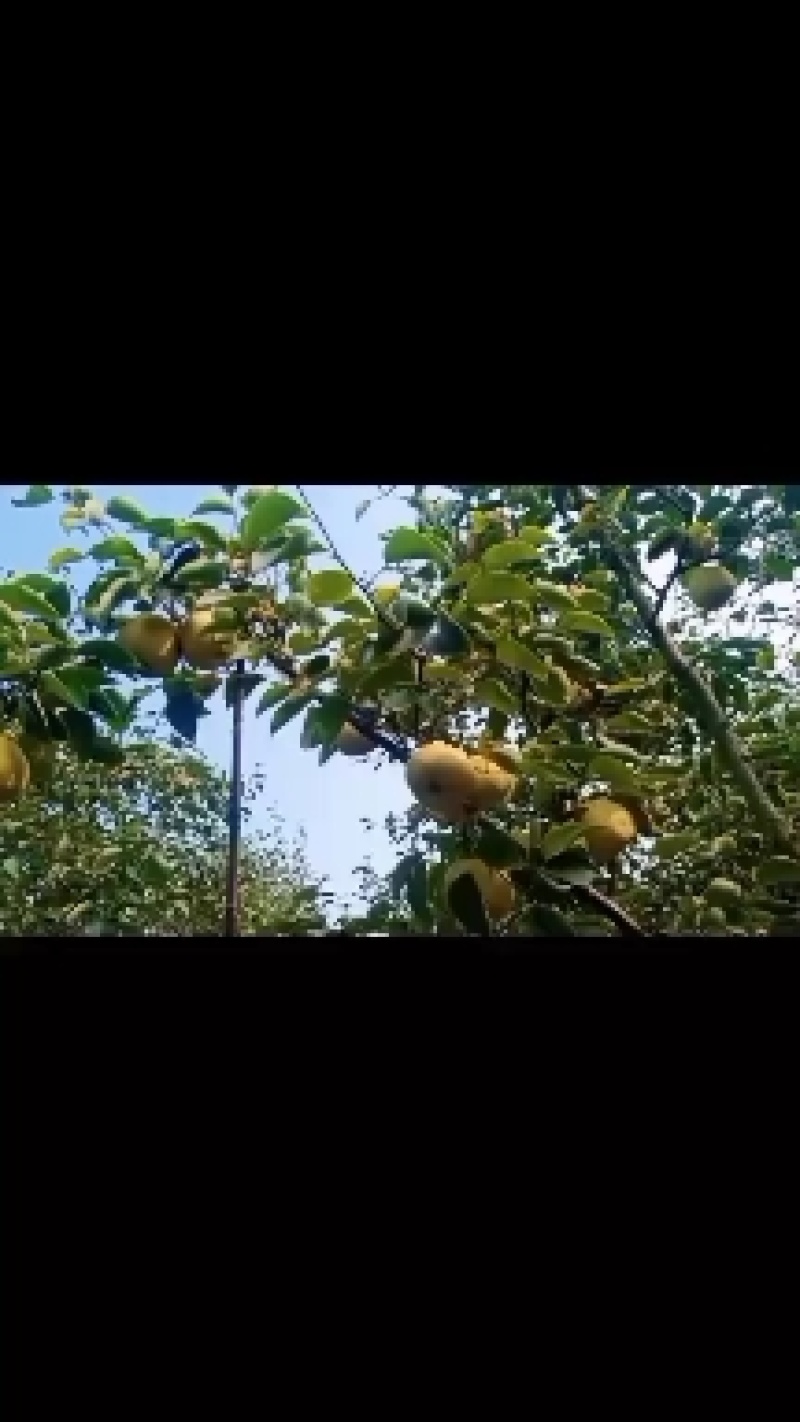 2025爸妈在老家种植的金顶谢花酥梨成熟了