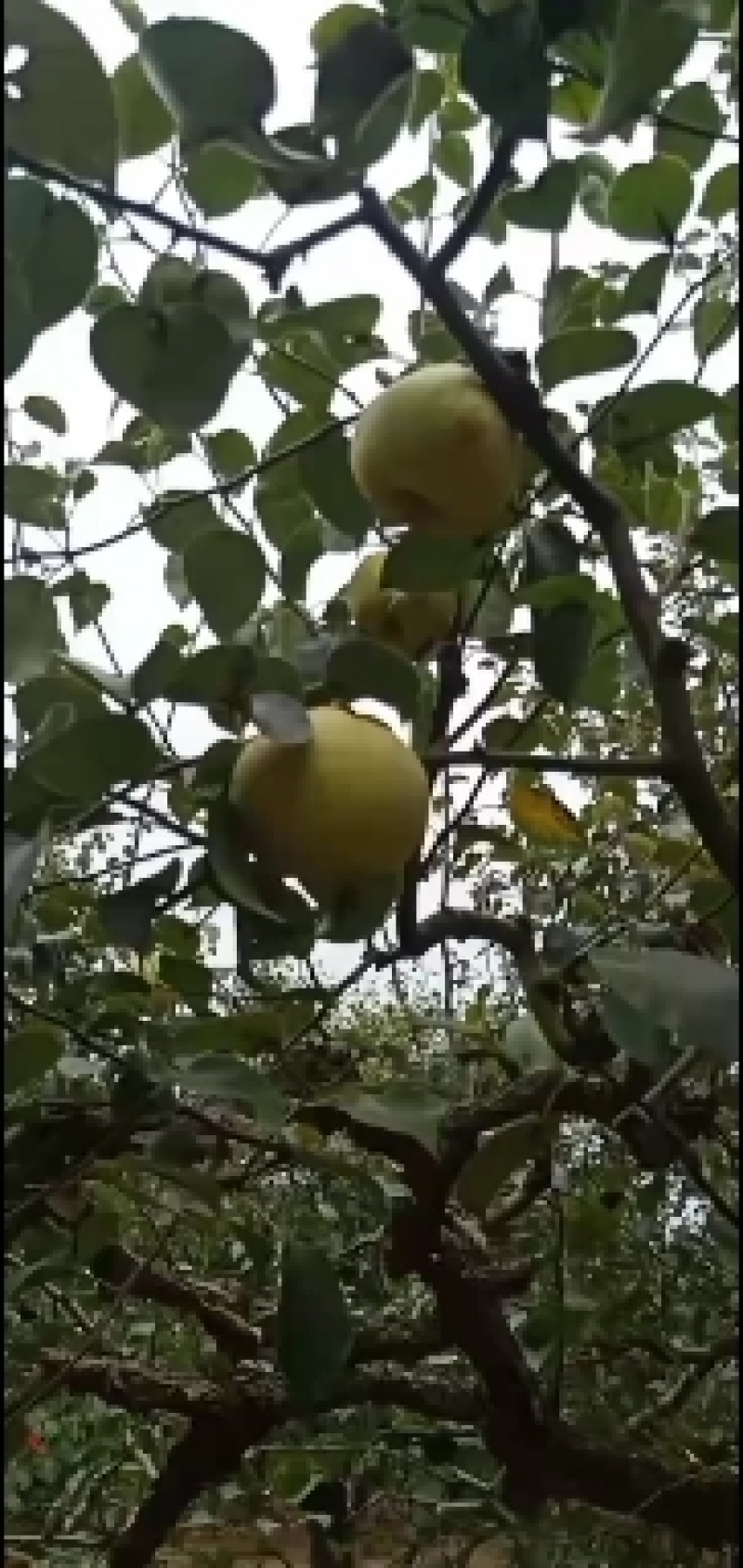 2025爸妈在老家种植的金顶谢花酥梨成熟了