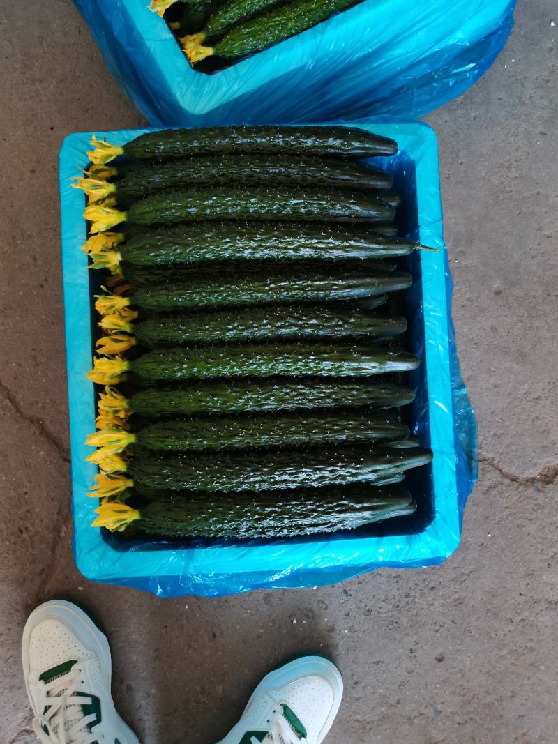 新秧中合19.密刺黄瓜目前大量上市需要的抓紧联系货源充足