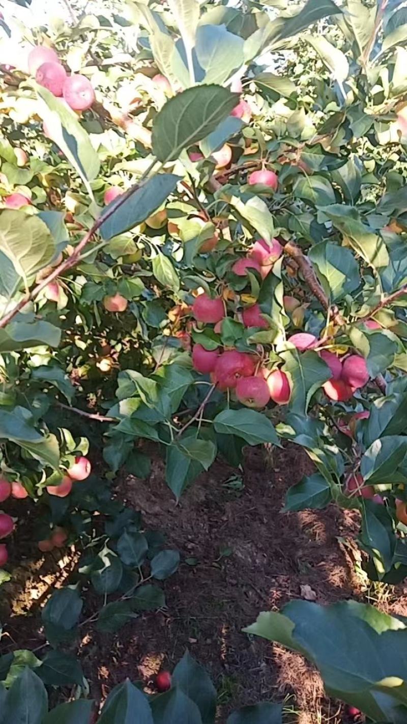 龙峰123鸡心果