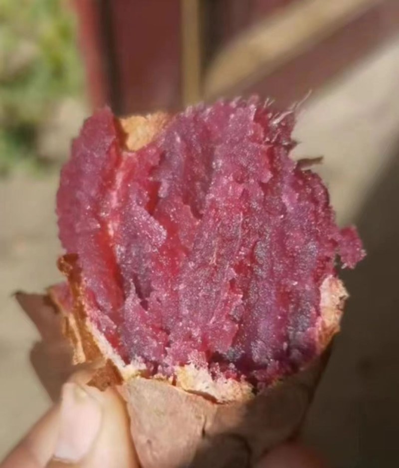 沙地水晶紫薯泰紫薯一黑美人蜂蜜紫薯电商团购落地配一件代发