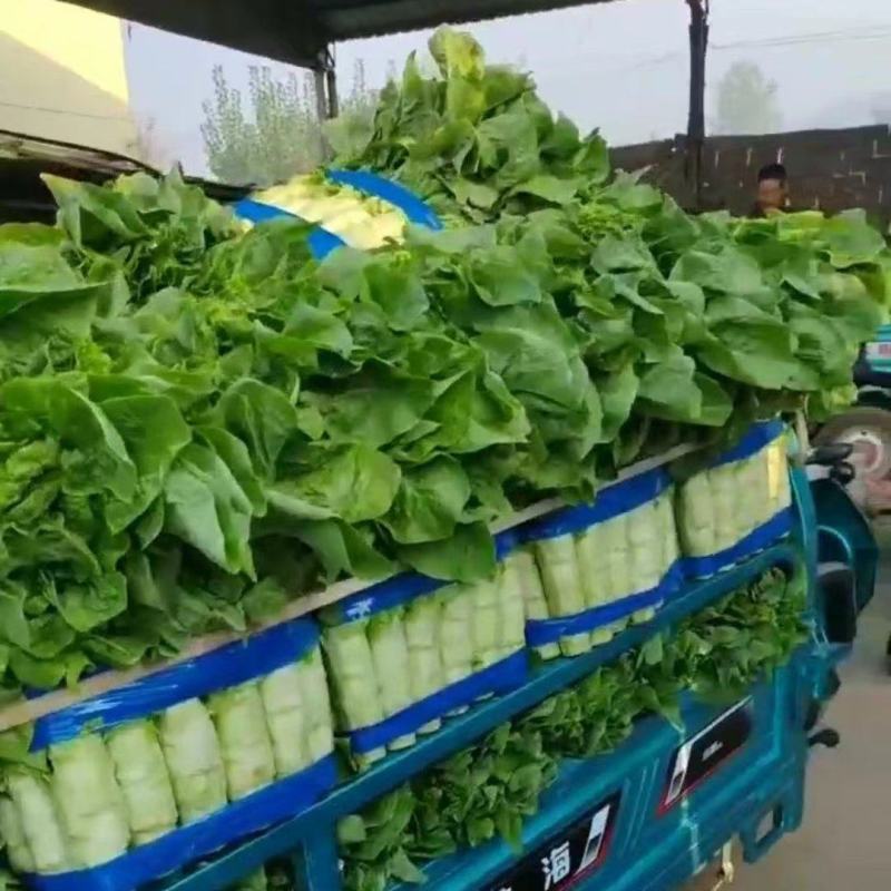 山东三青皮莴苣大量上市品质保证一手货源量大从优