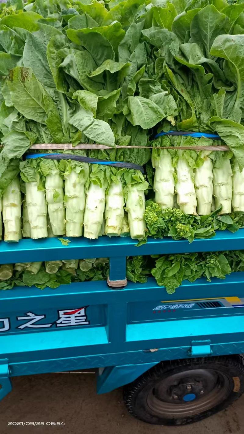 山东三青皮莴苣大量上市品质保证一手货源量大从优