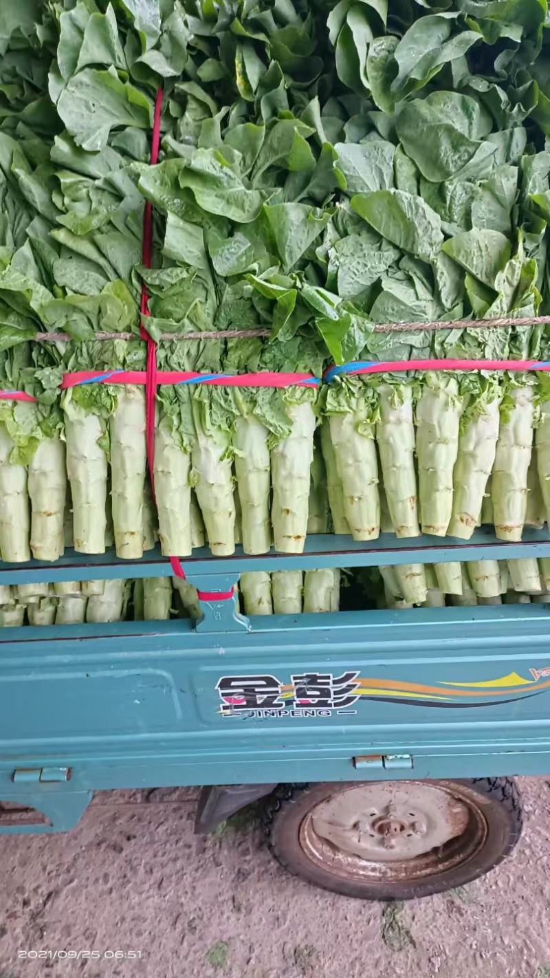 山东三青皮莴苣大量上市品质保证一手货源量大从优