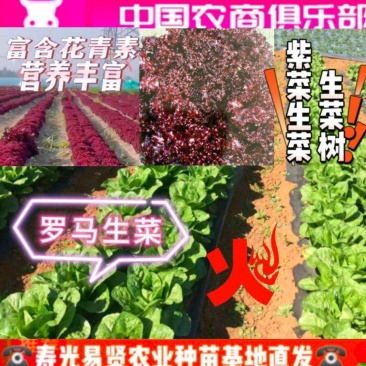 越冬花青素爆棚的紫韵-深紫色生菜种子罗马生菜种子精品