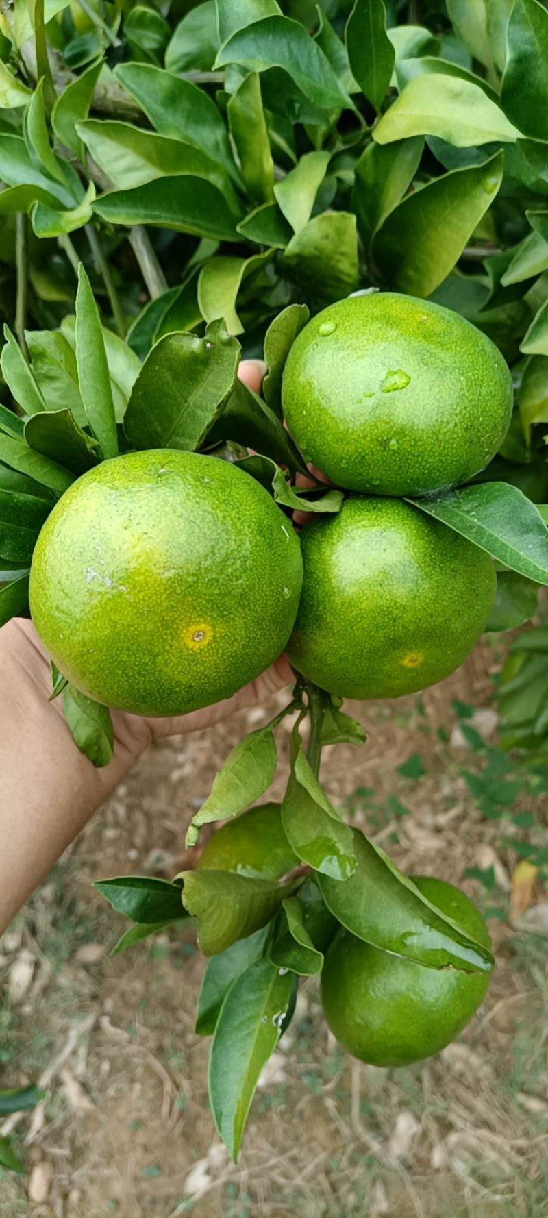 普早蜜橘