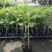 百香果苗钦蜜9号嫁接苗台农百香果苗