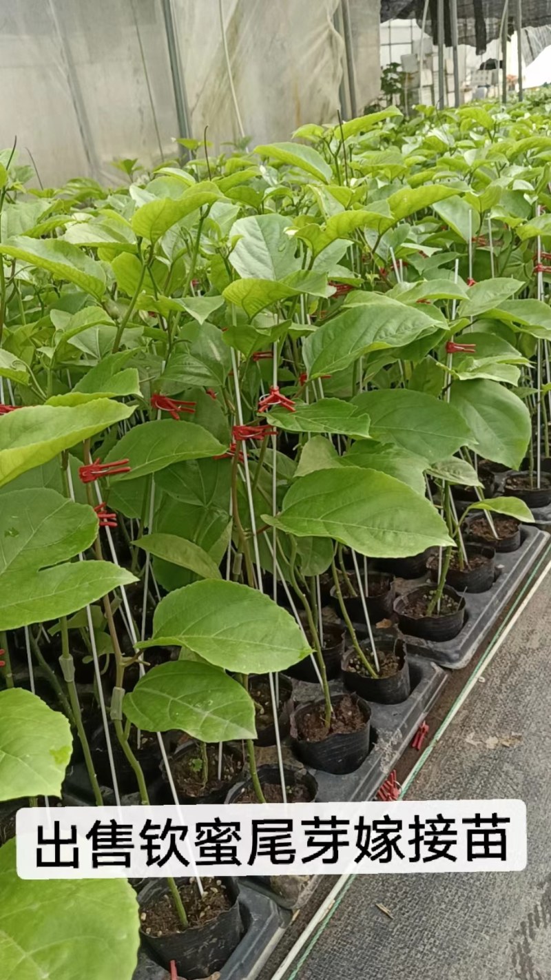 百香果苗钦蜜9号嫁接苗台农百香果苗