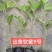 百香果苗钦蜜9号嫁接苗台农百香果苗