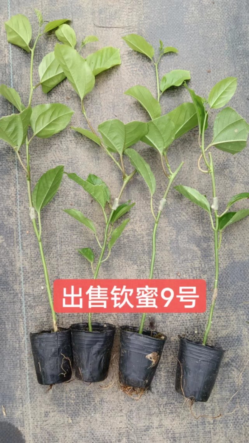 百香果苗钦蜜9号嫁接苗台农百香果苗