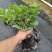百香果苗钦蜜9号嫁接苗台农百香果苗