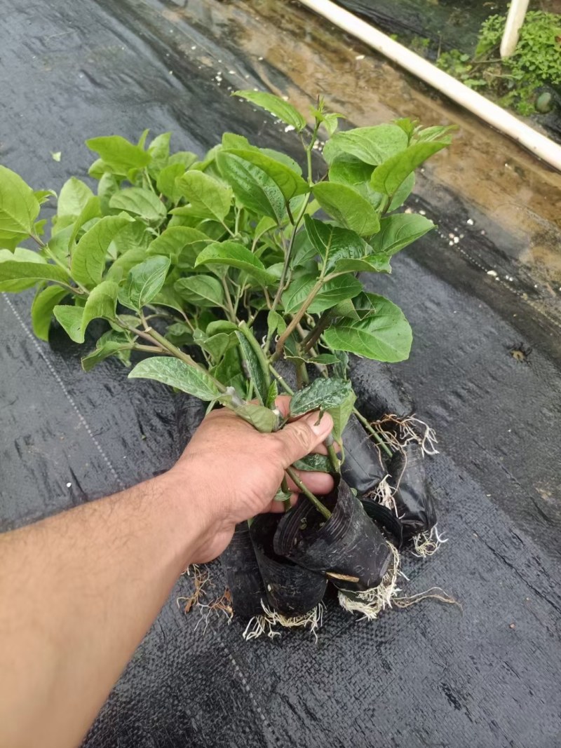 百香果苗钦蜜9号嫁接苗台农百香果苗