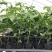 百香果苗钦蜜9号嫁接苗台农百香果苗