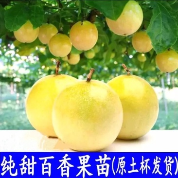 百香果苗钦蜜9号嫁接苗台农百香果苗