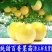 百香果苗钦蜜9号嫁接苗台农百香果苗