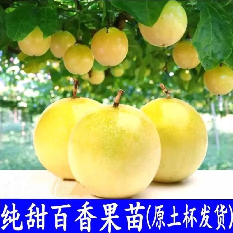百香果苗钦蜜9号嫁接苗台农百香果苗
