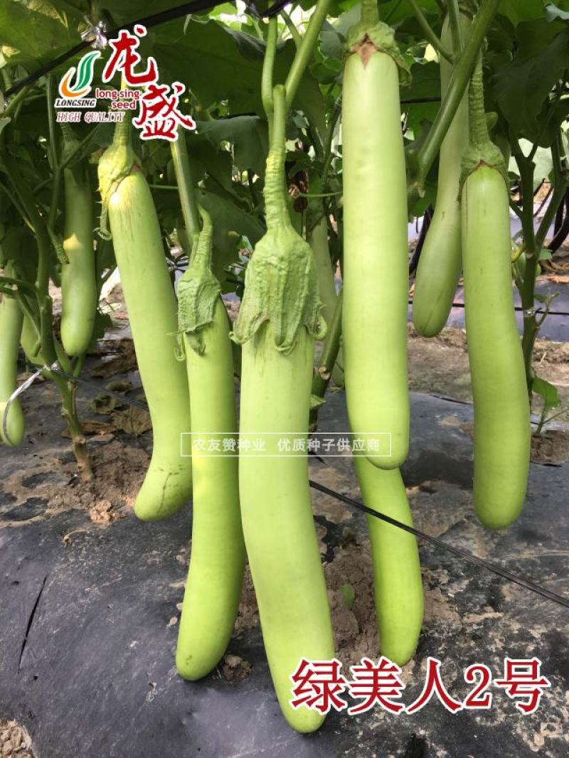 龙盛绿美人2号长条青茄子种子肉淡绿绿萼绿色长茄种子春夏秋