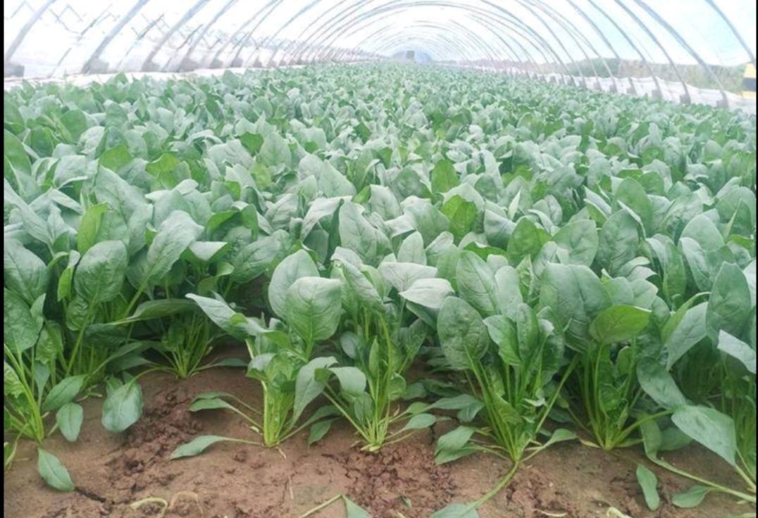 大叶菠菜在冬季覆盖稻草保温