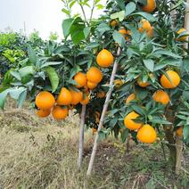 自贡荣县爱媛38果冻橙子大量上市了口感甜颜色红个头大耐运输