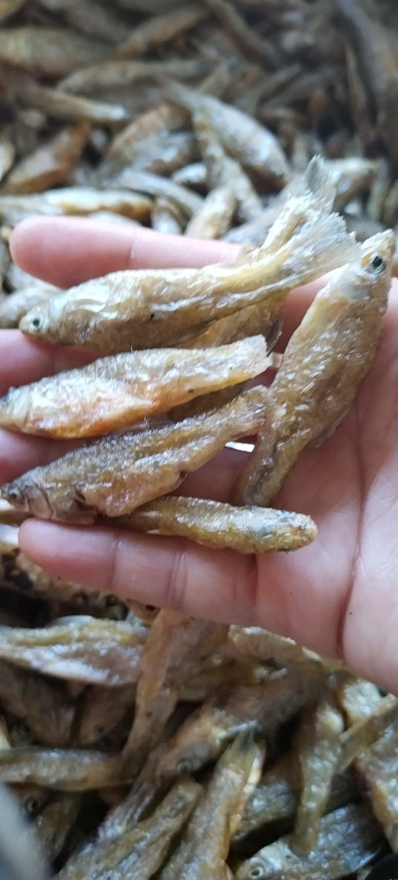 大油炸白麦穗大白嫩子鱼鱼干
