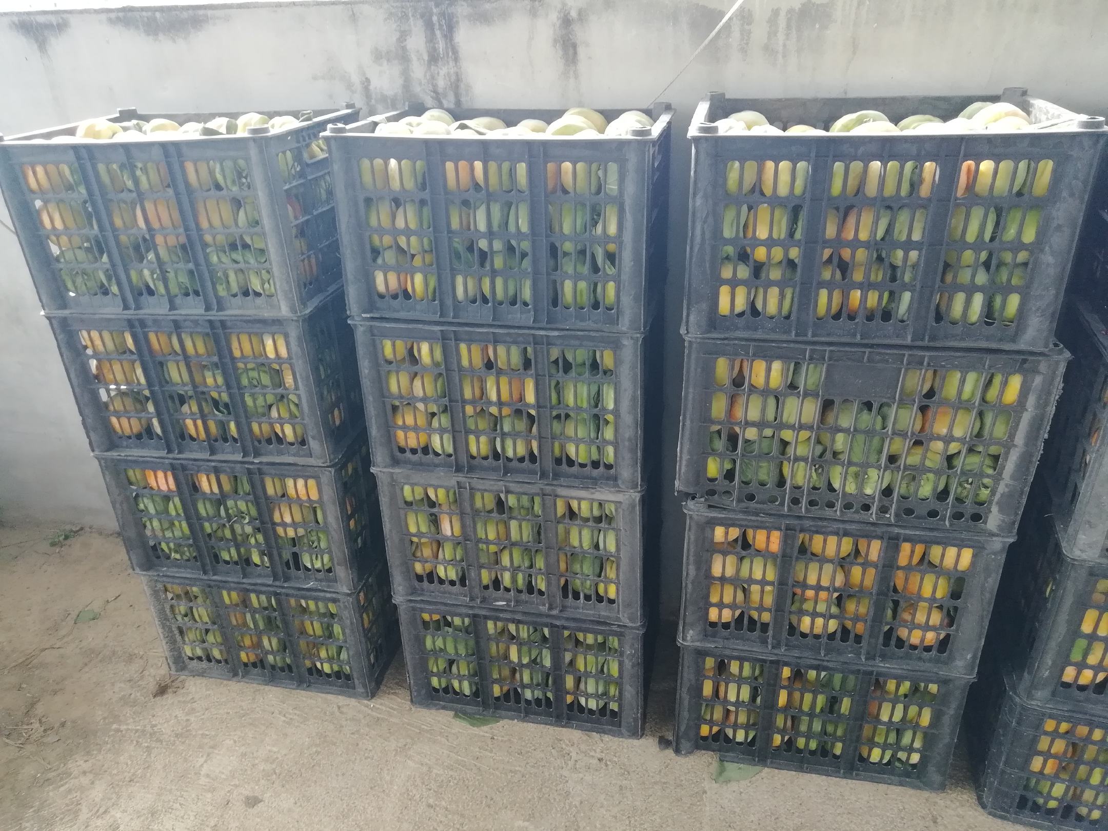 削皮后的青柿子整齐排列在案板上,准备下一步处理 削皮后的青柿子