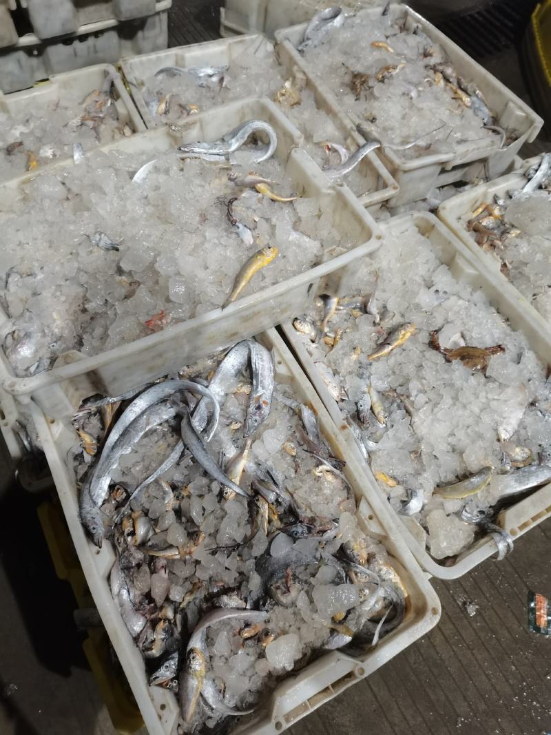 饲料鱼