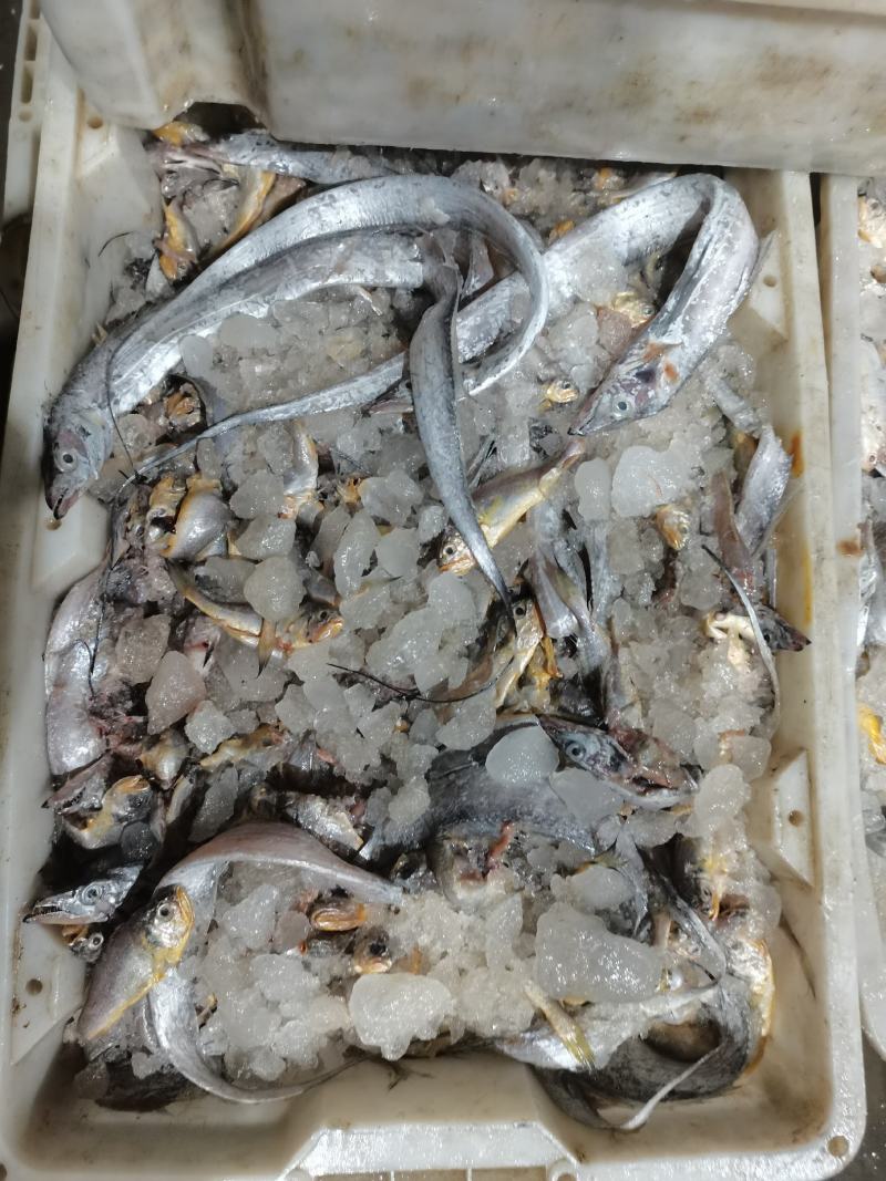 饲料鱼