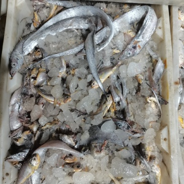 饲料鱼