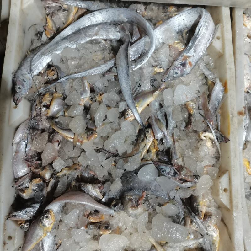 饲料鱼