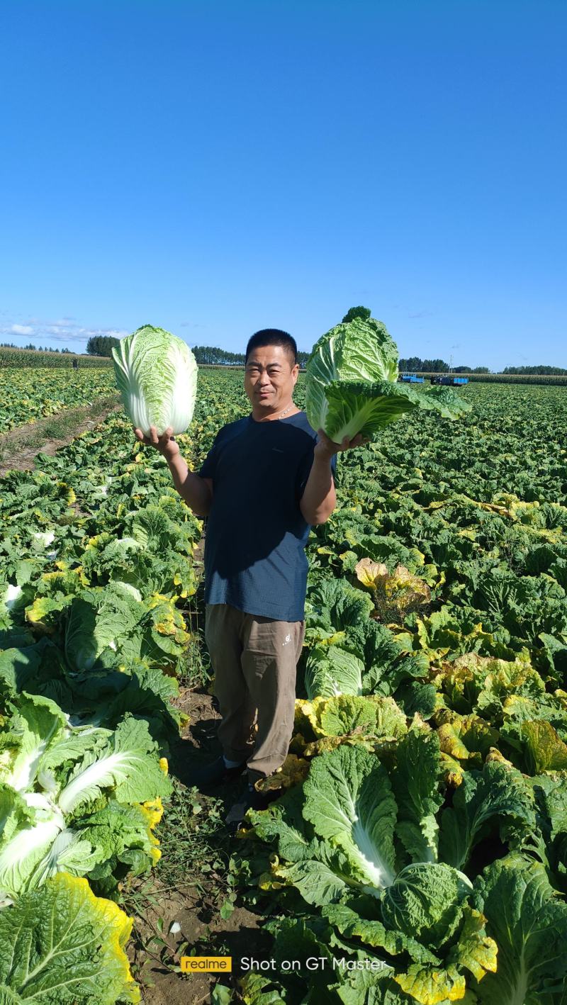 大白菜【黄心白菜】对接电商市场商超等各类客户