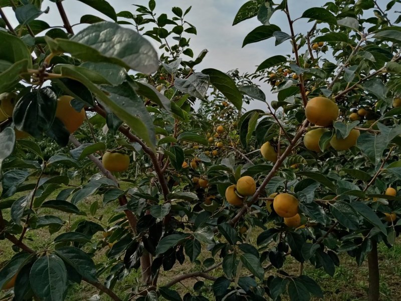 脆柿子阳丰甜柿子，产地一手货源，支持一件代发