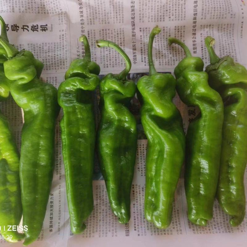 《螺丝椒》河南鲜辣椒夏邑辣椒大量上市规格齐全价格便宜