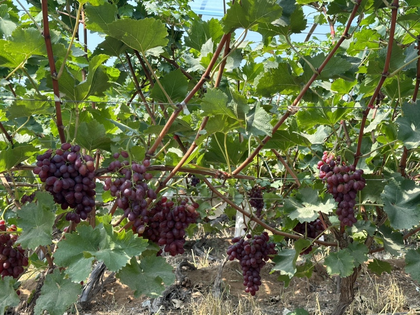 克伦生葡萄果园实景图