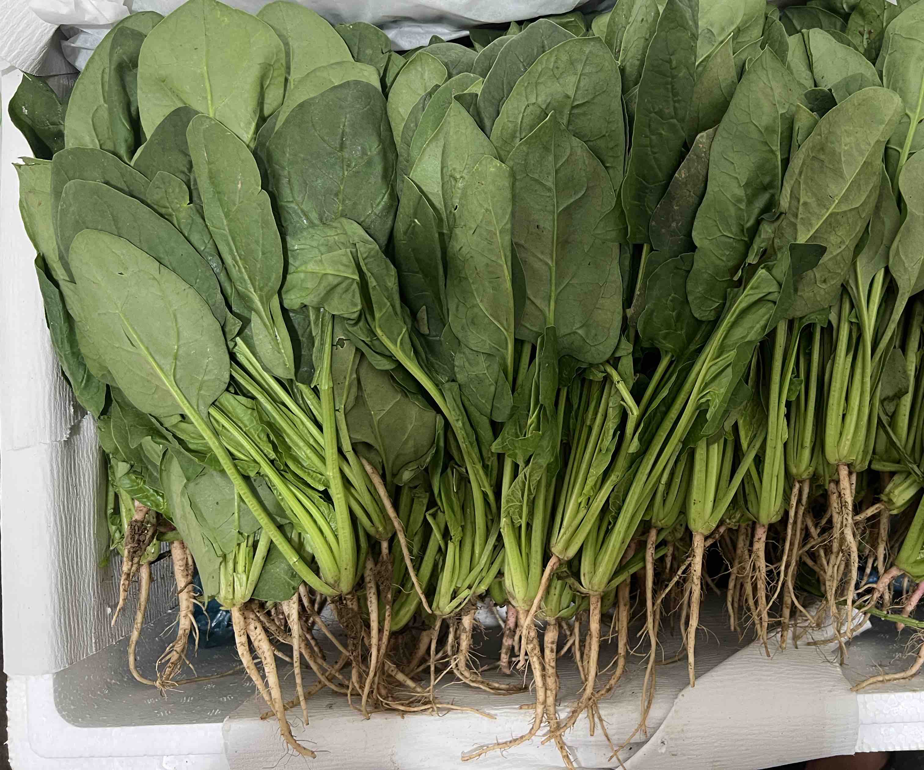 菠菜根特写展示其红色根部和营养成分表