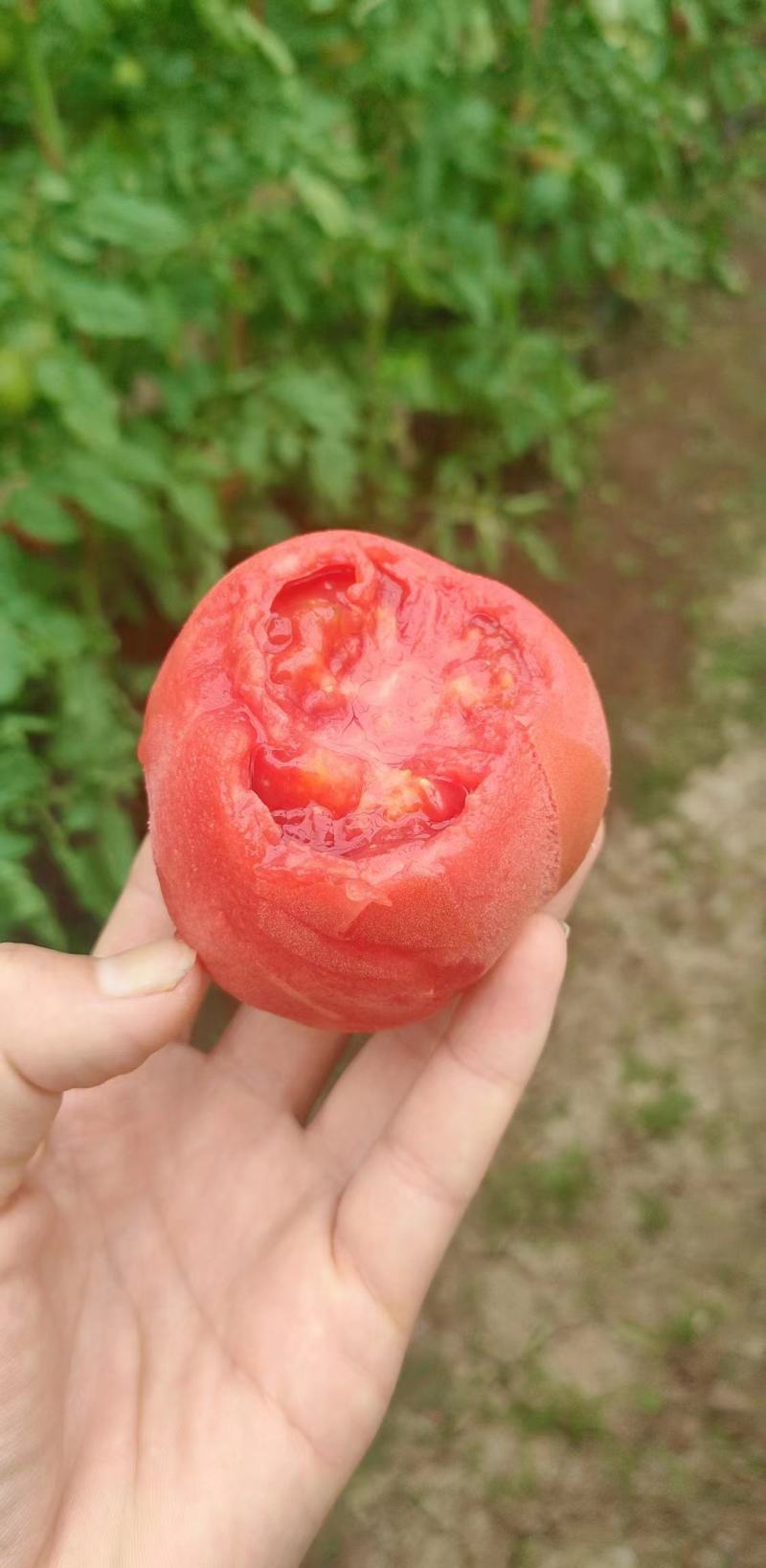 硬粉西红柿