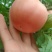 硬粉西红柿