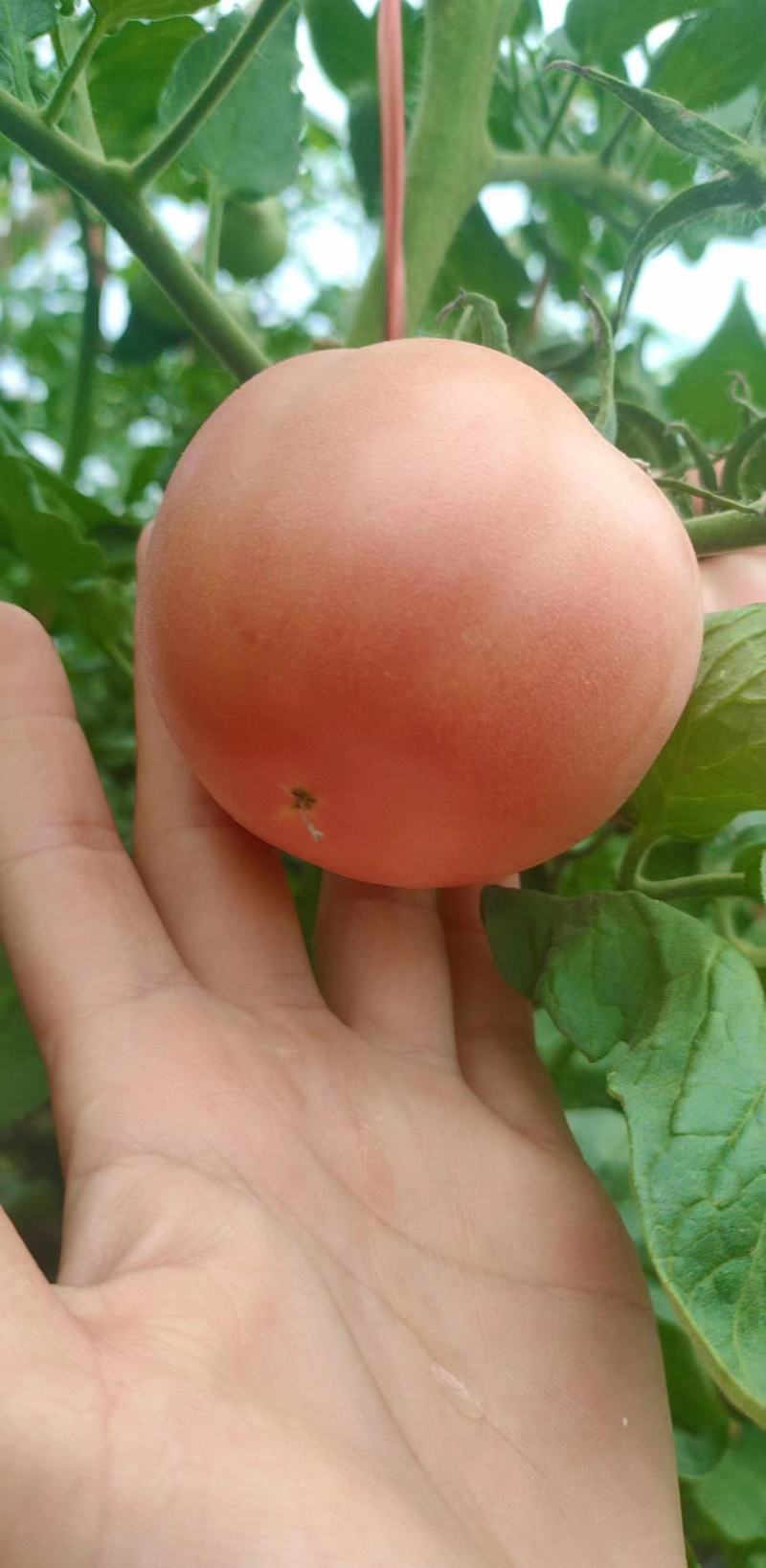 硬粉西红柿