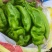 河南鲜辣椒-螺丝椒夏邑鲜辣椒大量上市品质好规格齐全