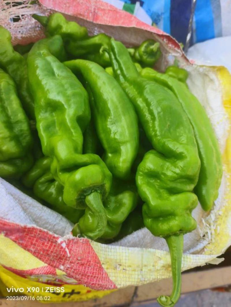 河南鲜辣椒-螺丝椒夏邑鲜辣椒大量上市品质好规格齐全
