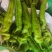 河南鲜辣椒-螺丝椒夏邑鲜辣椒大量上市品质好规格齐全