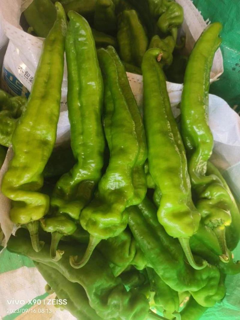 《301辣椒》河南鲜辣椒夏邑辣椒大量上市规格齐全价格便宜