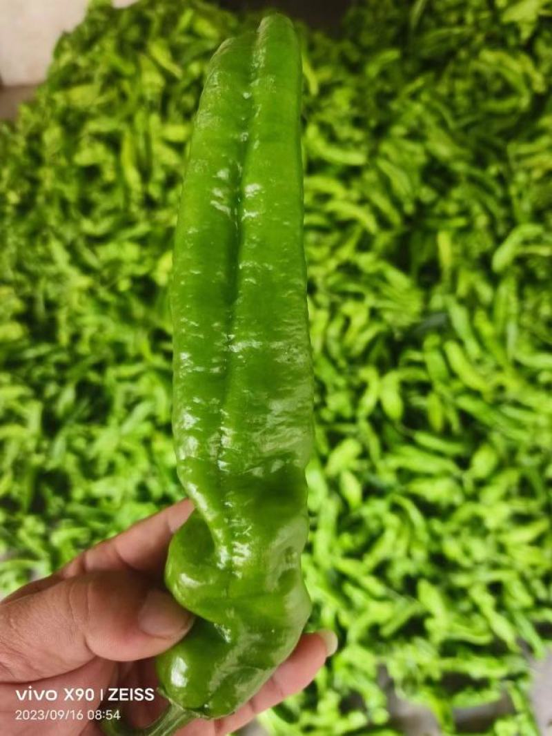《301辣椒》河南鲜辣椒夏邑辣椒大量上市规格齐全价格便宜