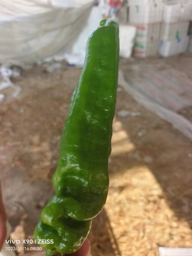 《301辣椒》河南鲜辣椒夏邑辣椒大量上市规格齐全价格便宜