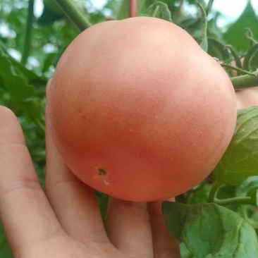 硬粉西红柿