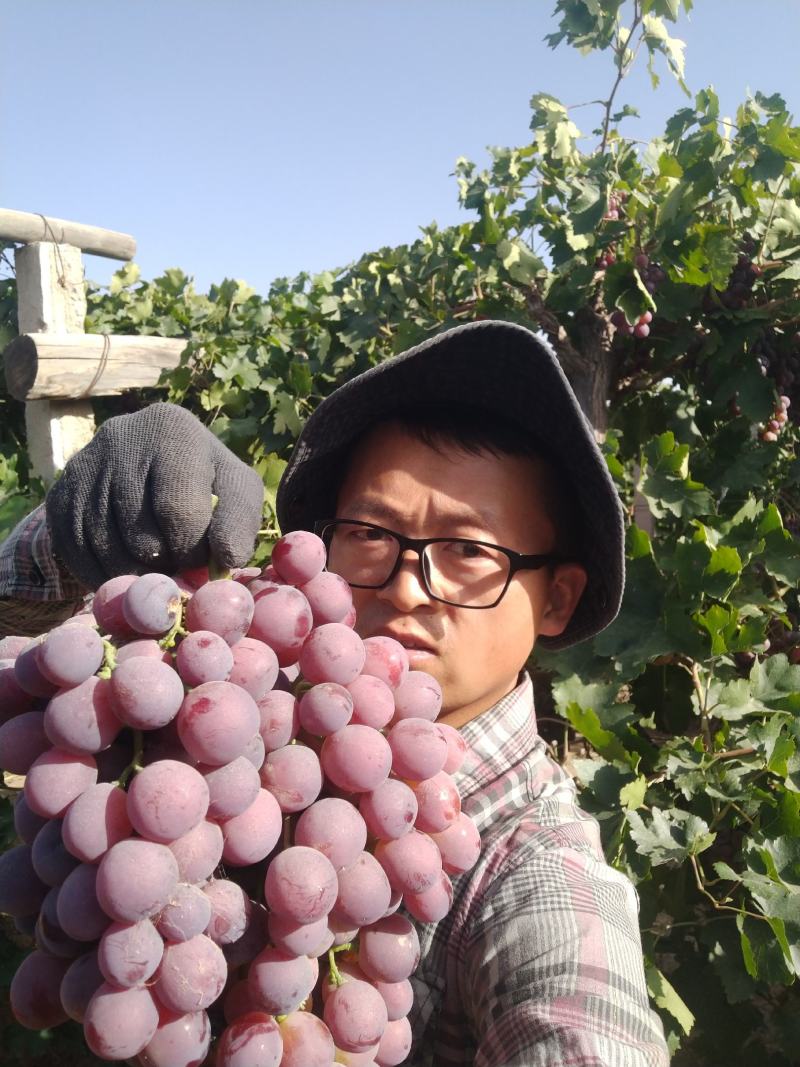 精品红提甘肃张掖临泽优质沙漠露地红提葡萄鲜果口感甜耐运输