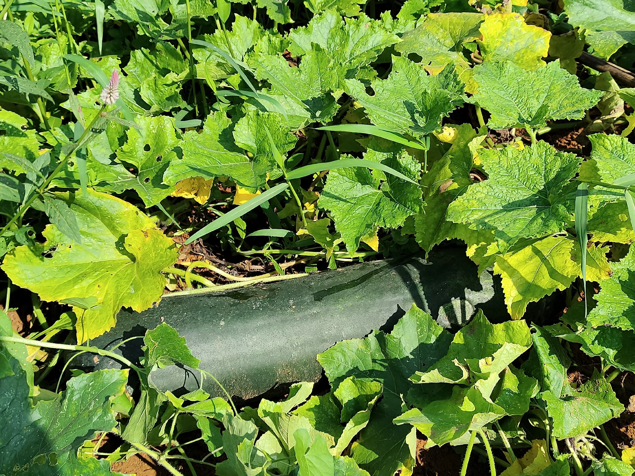 冬瓜藤植株整体特写