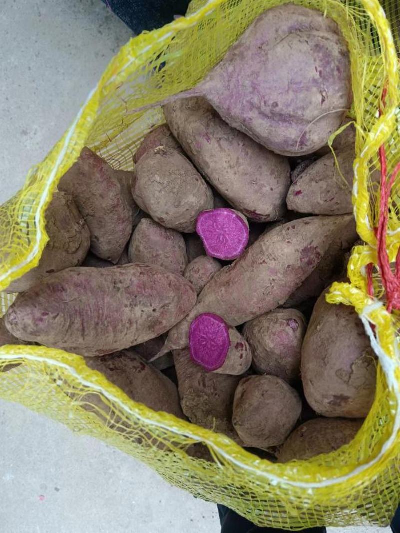 养殖紫薯