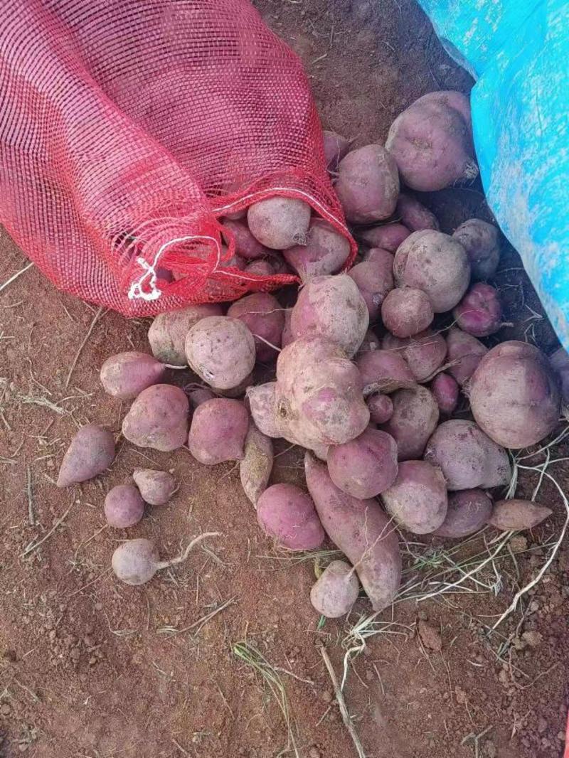 养殖紫薯