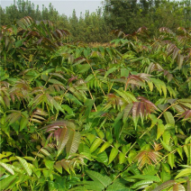 四川香椿苗苗圃直供现挖现发全国发货欢迎来电咨询