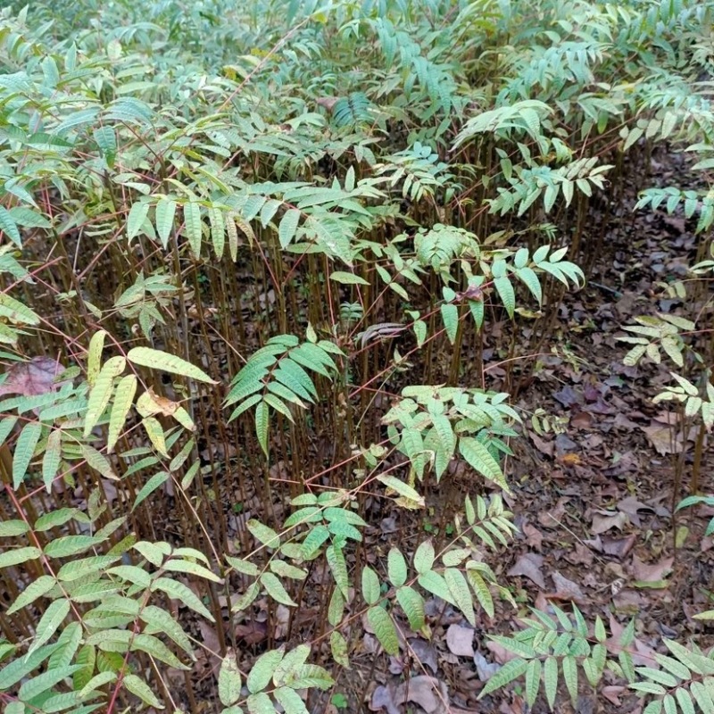 四川香椿苗苗圃直供现挖现发全国发货欢迎来电咨询